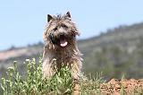 CAIRN TERRIER 207